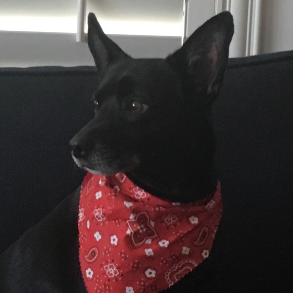 ✨Meet Your Posher, Victoria✨ - Picture 4 of 6